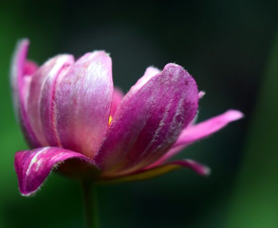 Fiore