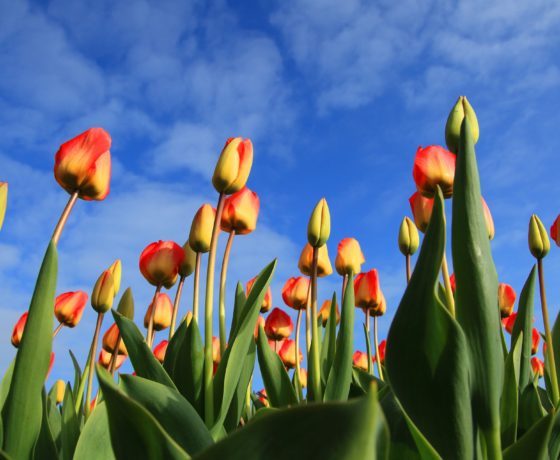 Campo di Tulipani