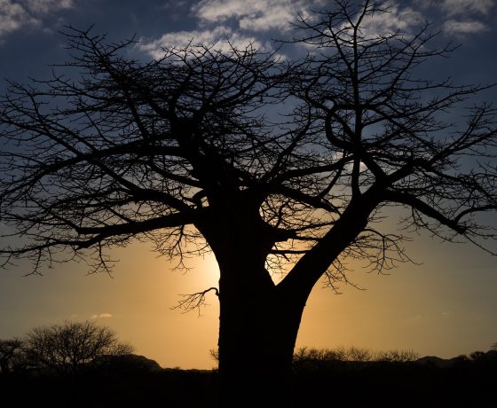 africa